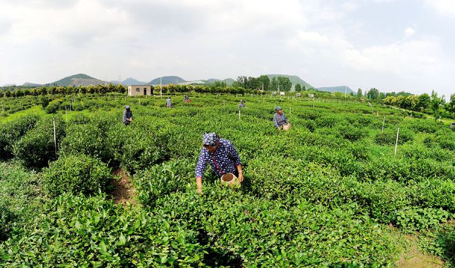 茶園村委會天氣預報更新通知