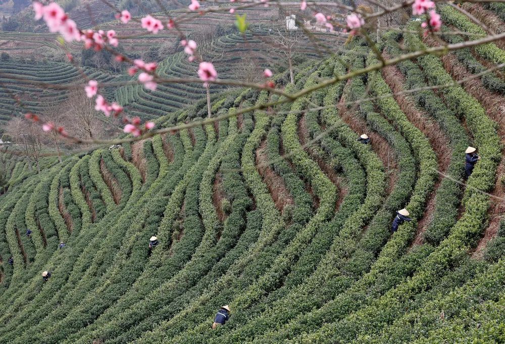 茶園村委會天氣預報更新通知