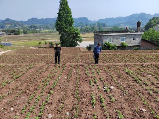 無極縣農業農村局新項目推動農業現代化，鄉村振興再添新動力