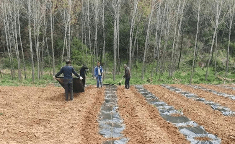 梅縣農業農村局新項目推動農業現代化，鄉村振興再添新動力