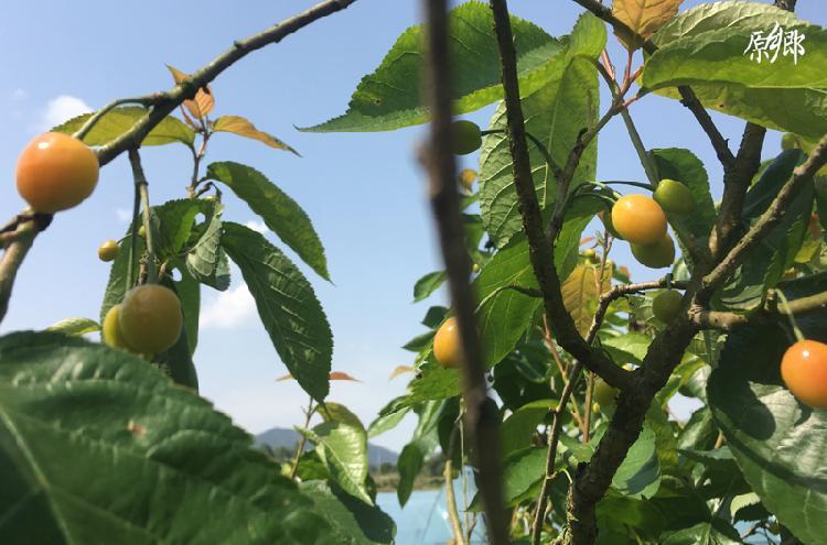 江岸區農業農村局新任領導團隊引領農業現代化新征程啟航