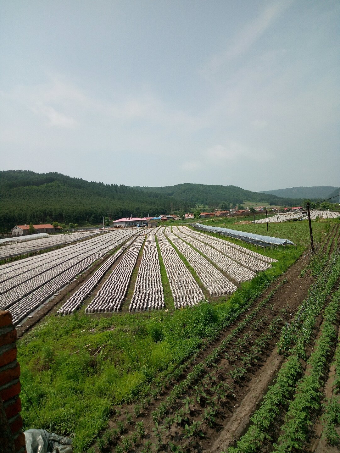 格球山農場天氣預報更新通知