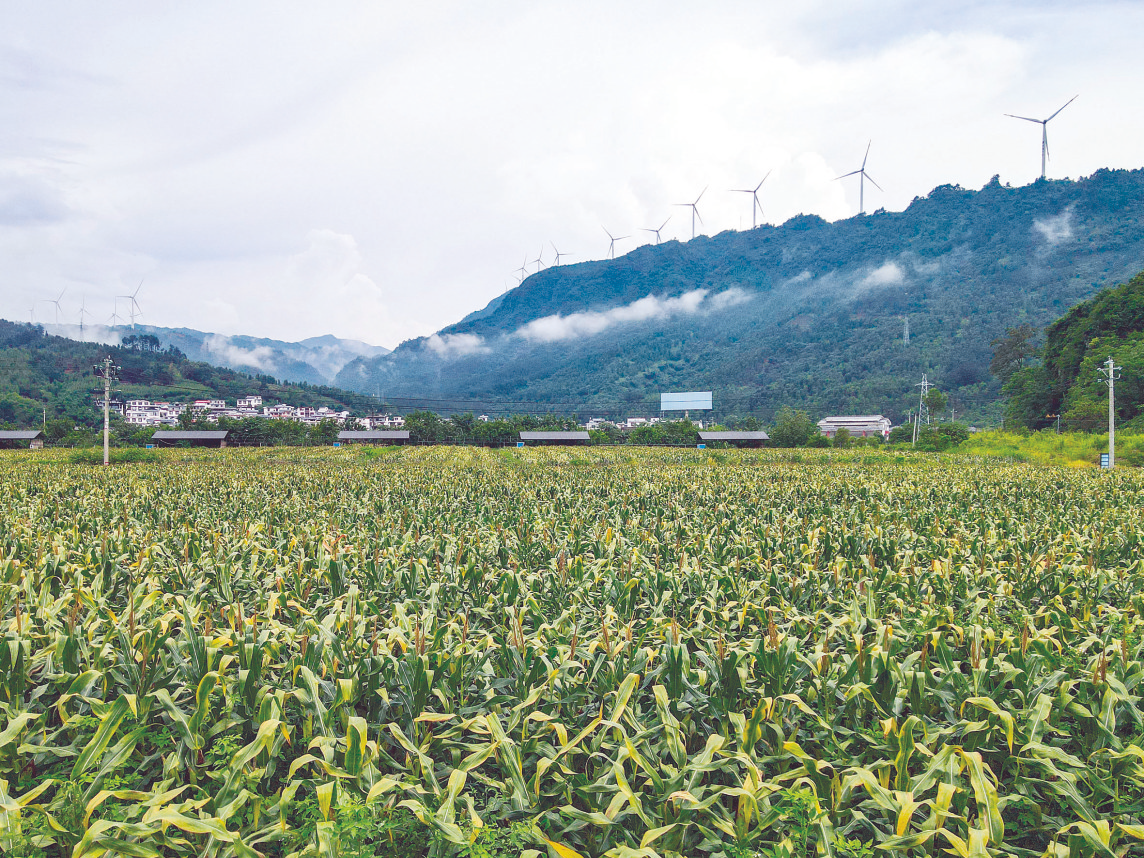 馬山縣農業農村局最新發展規劃概覽