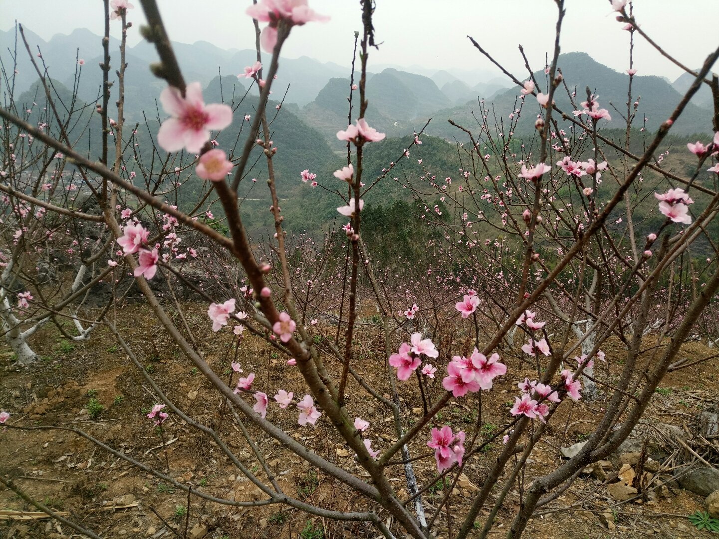 木山鄉天氣預報更新通知