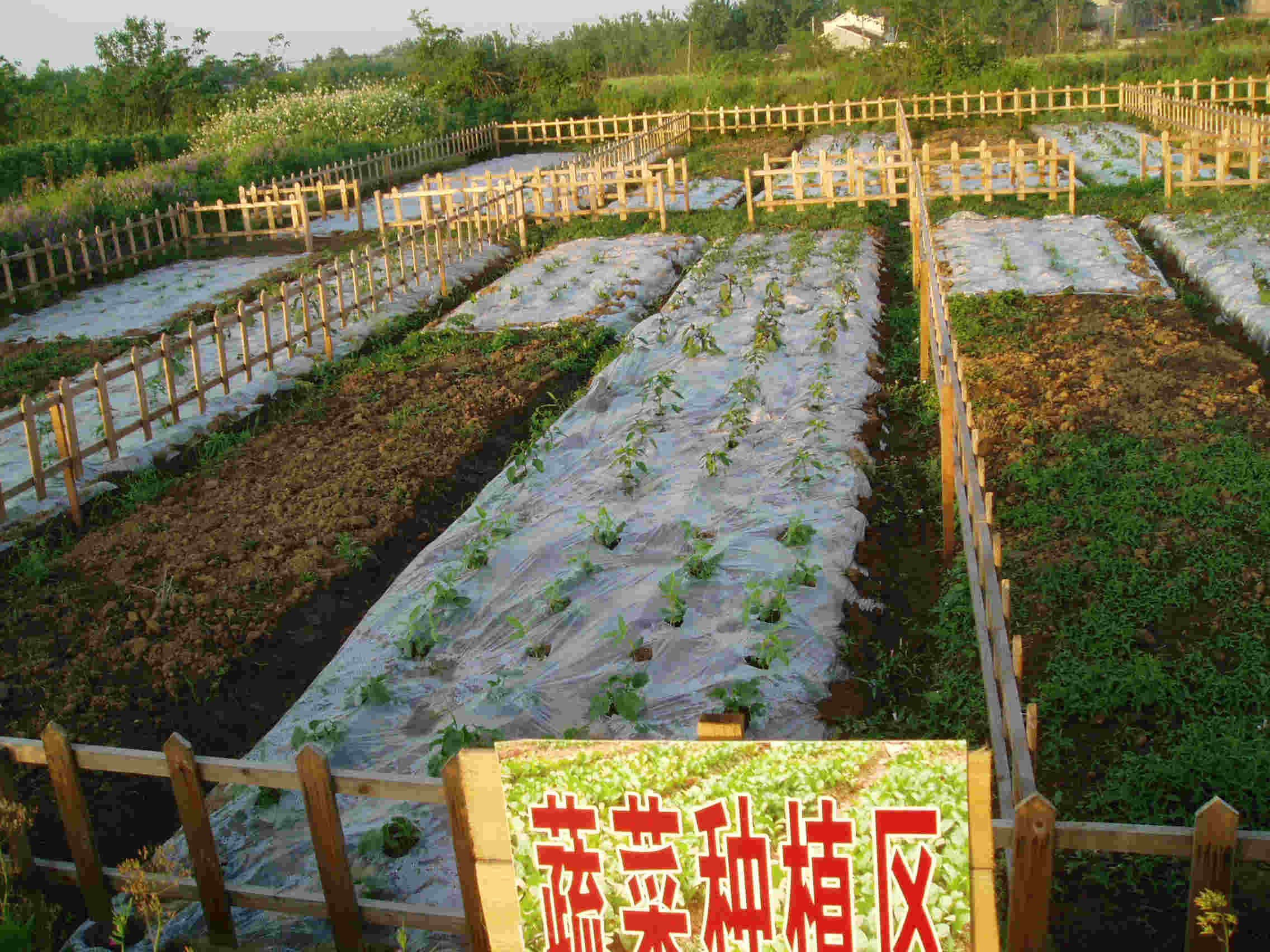 蔬菜種植從入門到精通，全面下載指南