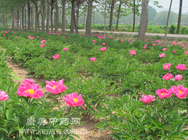 亳州鮮白芍價格走勢揭秘，最新報價、市場趨勢及影響因素深度解析。