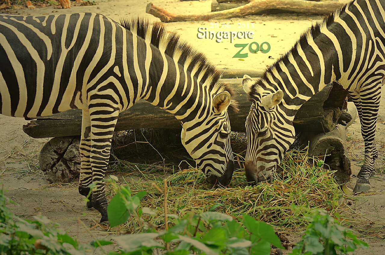 最新ZOO，重塑未來動物園面貌的藍圖