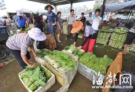 空心菜批發價格動態分析報告