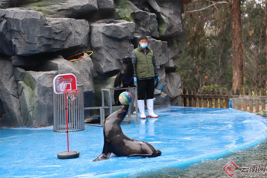 呈貢動物園最新動態及未來展望，新亮點與擴展前景揭秘