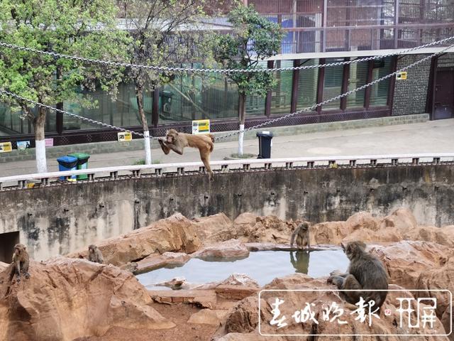 呈貢動物園最新動態及未來展望，新亮點與擴展前景揭秘