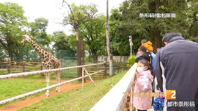 呈貢動物園最新動態及未來展望，新亮點與擴展前景揭秘