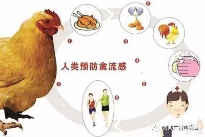 H1N9禽流感全球防控進展及應對策略最新消息